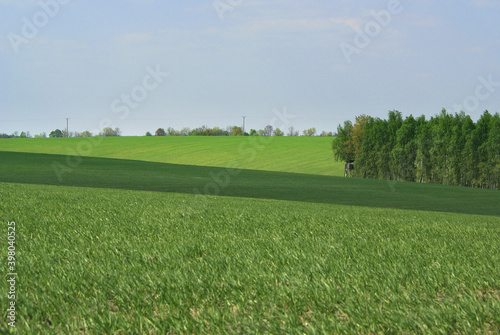 fields of green