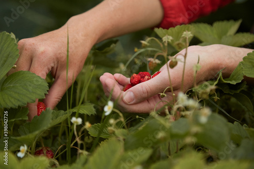 the girl collects ripe strawberries in her hands