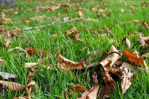 Dry brown fallen leaves of horse chestnut in the grass in October