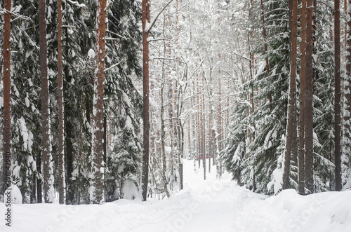 Winter landscape. Forest, snow