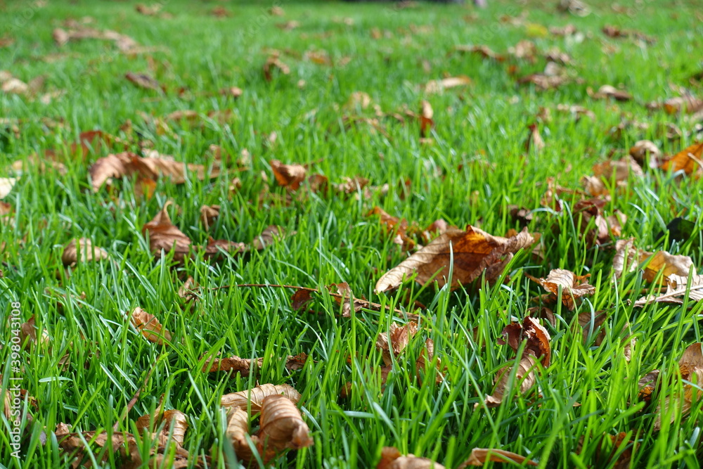 Light brown fallen leaves in the grass in October Light brown fallen leaves in the grass in October