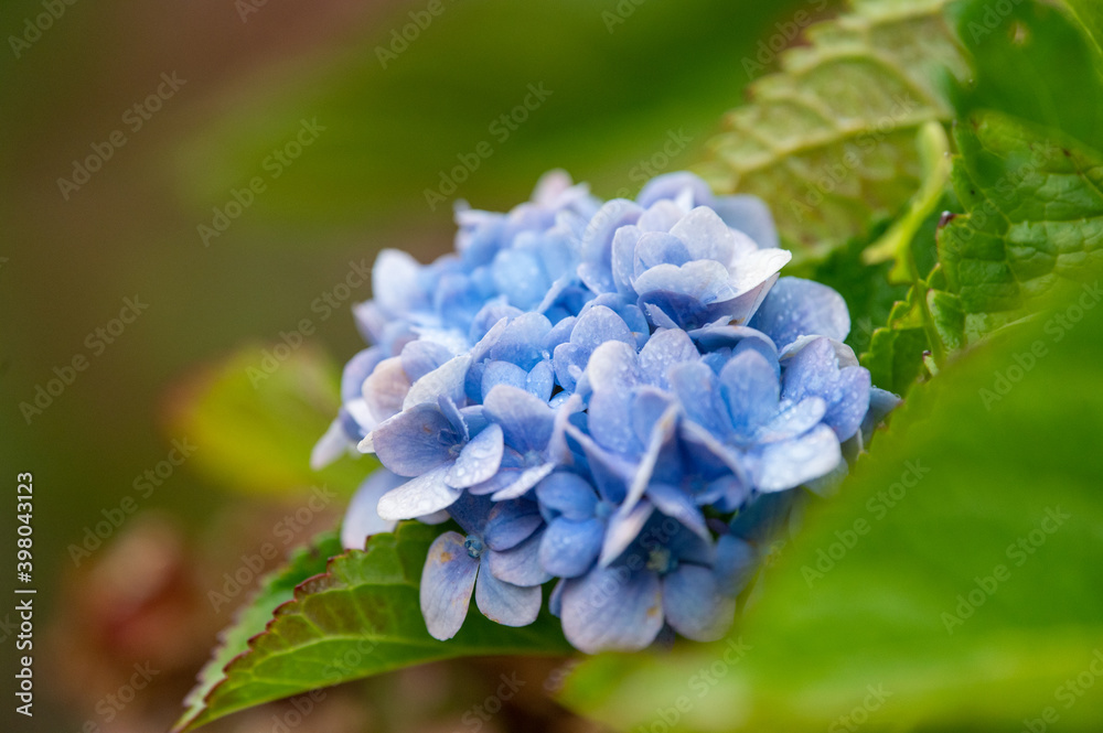 Blue Hydrangea close up Blue Hydrangea close up