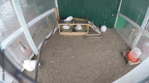 Domesticated chickens in the aviary. Farming