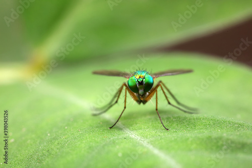 A tabanid perches on a green leaf in North China © zhang yongxin