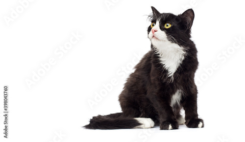 cat on isolated white background