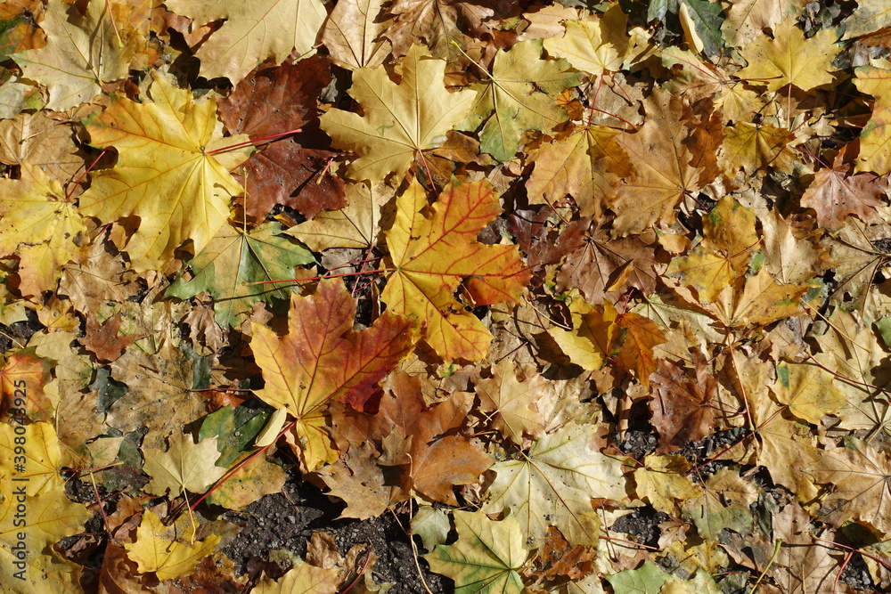 Dry fallen leaves of maple on the ground in October