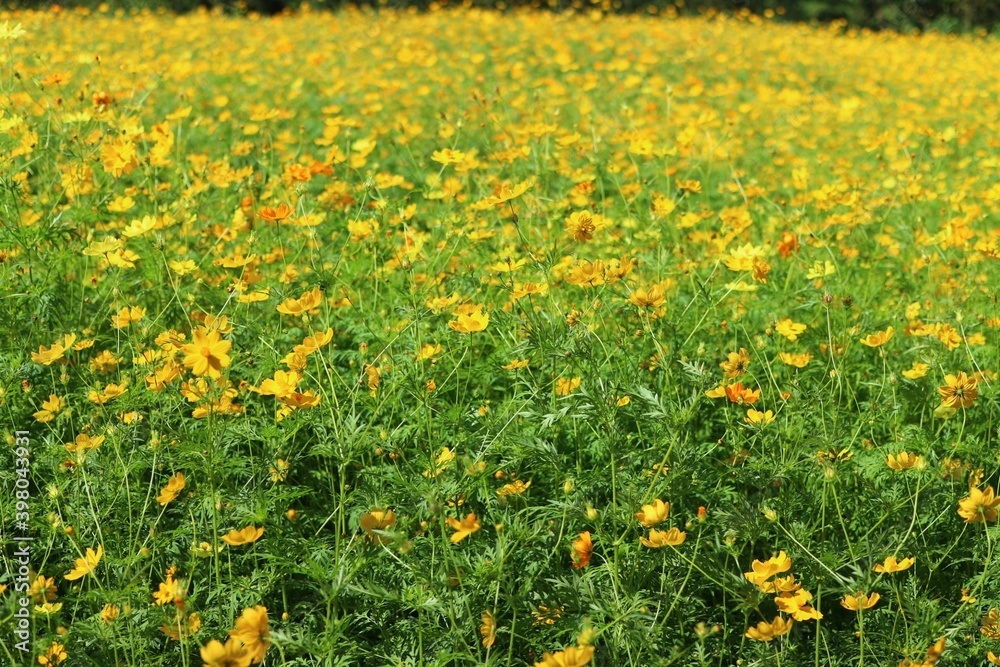Fototapeta premium field of yellow flowers