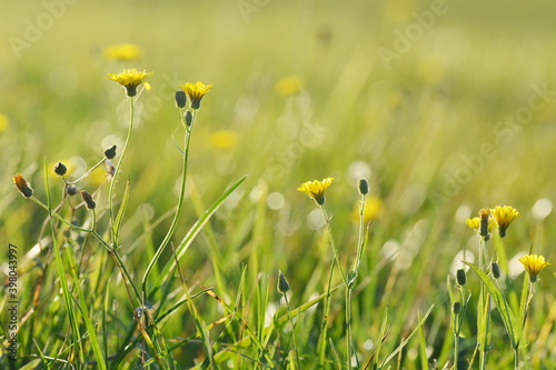 Grüne Wiese mit kleinen gelben Blüten