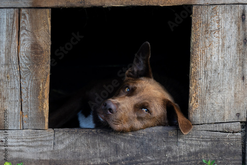 Принти на полотні dog looks imposingly at the camera while lying in the booth