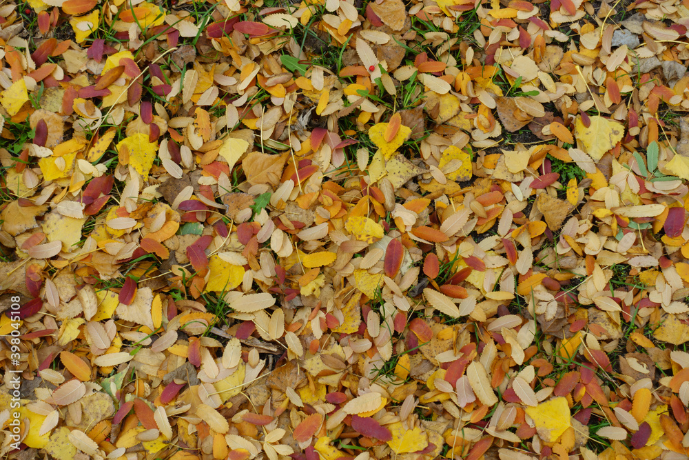Yellow and red fallen leaves of rowan on the ground in Octber Yellow and red fallen leaves of rowan on the ground in Octber