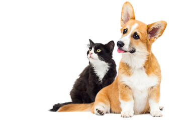 cat and dog on isolated white background