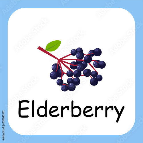 Flat Illustration of Elderberry with Text Vector Design. Education for Kids.