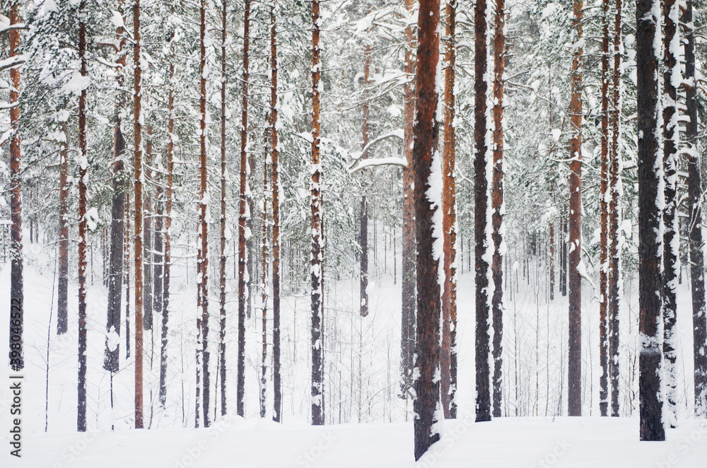 Winter landscape. Forest, snow Winter landscape. Forest, snow