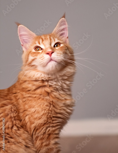 Fototapeta Naklejka Na Ścianę i Meble -  Beautiful red solid maine coon serious kitten sitting and dreaming with thinking eyes and looking up. Closeup