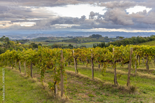 Vineyard near San Gimignano, Tuscany, Italy
