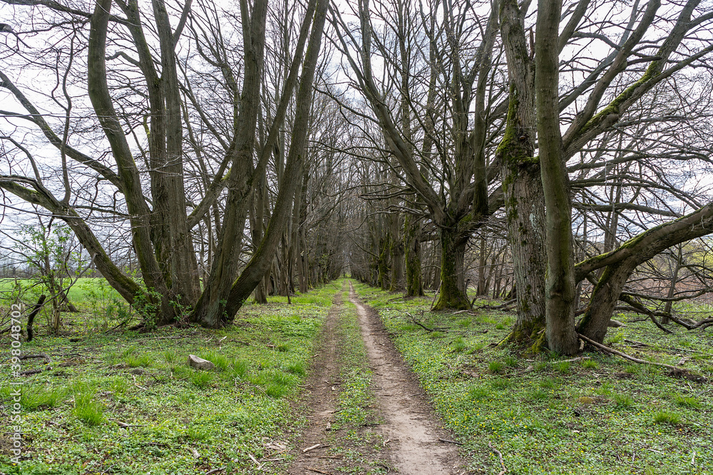Forest Trail. A road in the woods. A forest alley. Old beautiful trees. Forest Trail. A road in the woods. A forest alley. Old beautiful trees.