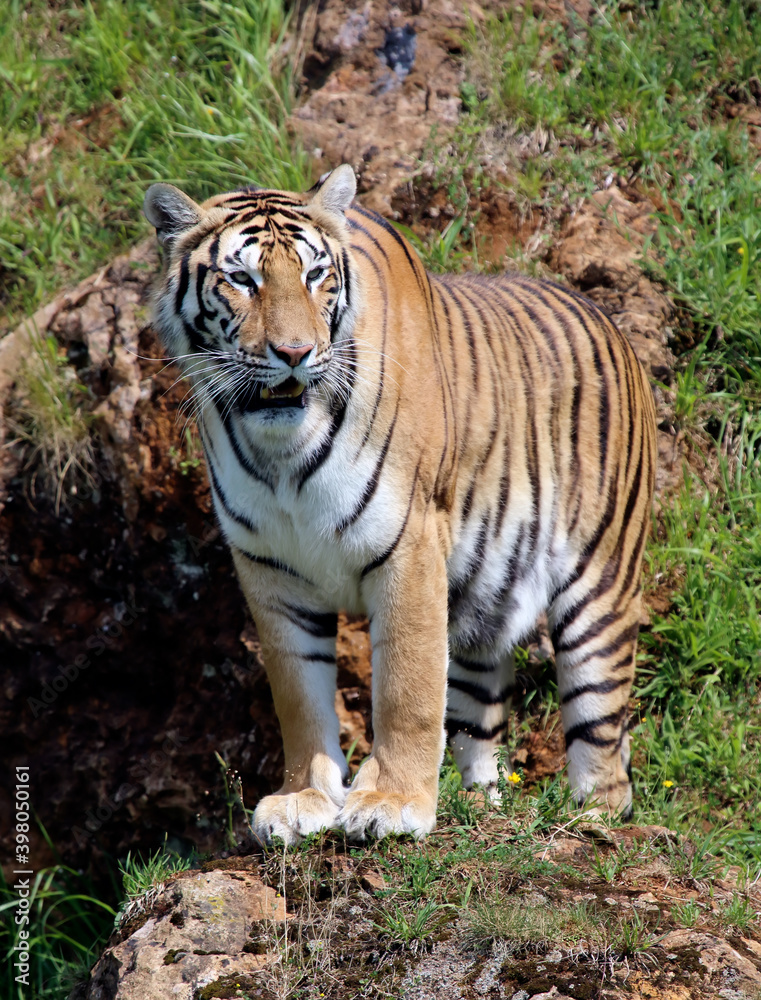 Tiger in a zoo (Cabárceno, Cantabria, Spain) Tiger in a zoo (Cabárceno, Cantabria, Spain)