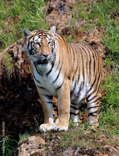 Tiger in a zoo  Cab  rceno  Cantabria  Spain 