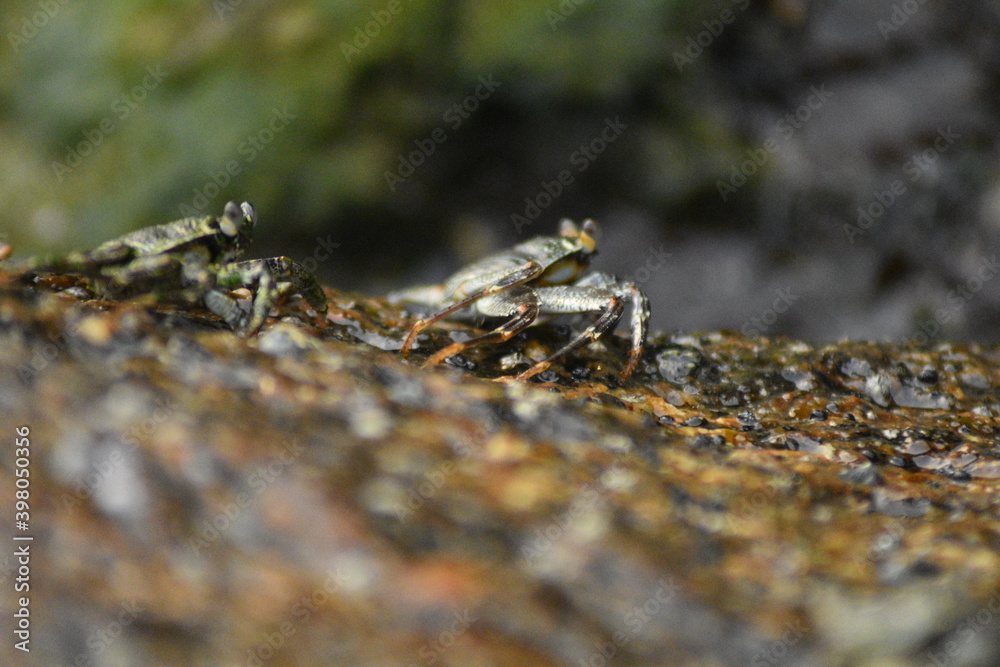 crab on the rock crab on the rock