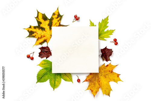 Autumn leaves background. Dried green leaves, yellow leafs and red berries in shape frame isolated on white background with blank space for text. Concept of Thanksgiving day or Halloween.