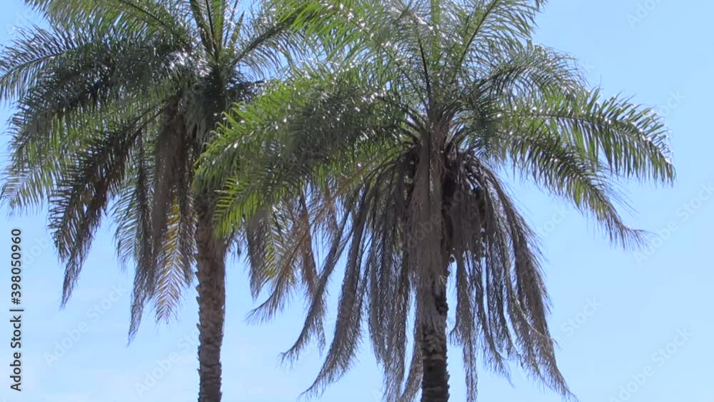 Palm trees in light breeze and blue sky on the background. Tropical scene. Palm trees in light breeze and blue sky on the background. Tropical scene.