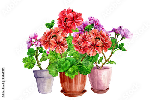 Fototapeta Naklejka Na Ścianę i Meble -  Composition, blooming geranium in a pot. Spring, summer home and garden flowers. Hand drawn watercolor painting illustration on white background