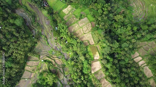 drone fly above tagallagan rice field terraces tropical landscapen paradise photo