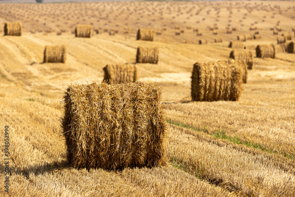 Fototapeta premium Bales of straw background with copy space. Lots of bales of straw at the agricultural field. Authentic farm series.