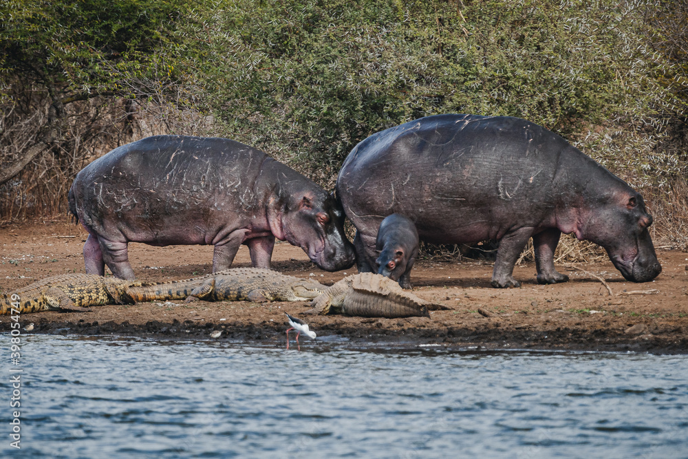 Fototapeta premium Wild safari animals - Hippopotamus and crocodile