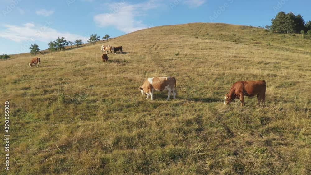 Herd of cows is grazing on pastureland hill slope Herd of cows is grazing on pastureland hill slope