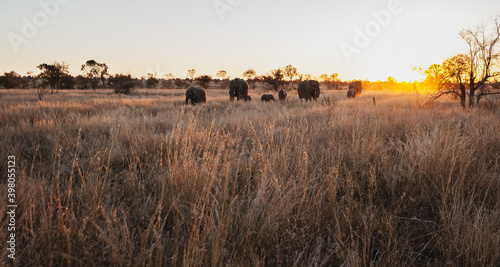 Canvas Print Wild safari animals - Elephant