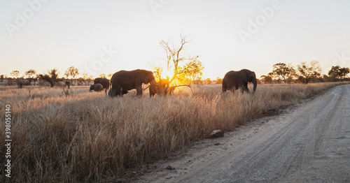 Wild safari animals - Elephant