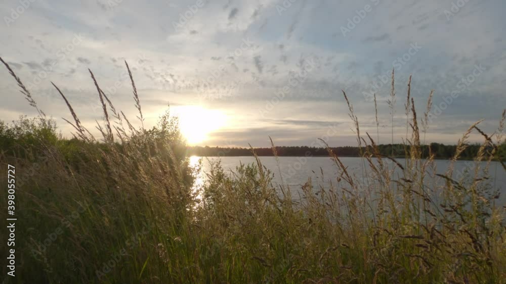 closeup of thin grass straws waving in wind on golden sunset over a lake. High quality 4k footage closeup of thin grass straws waving in wind on golden sunset over a lake. High quality 4k footage