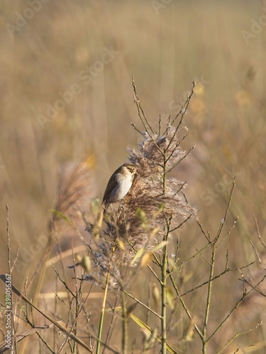 A Reed Bunting (Emberiza schoeniclus) in its winter plumage clinging onto a reed at St Aidan's, an RSPB reserve in Leeds, West Yorkshire. photo