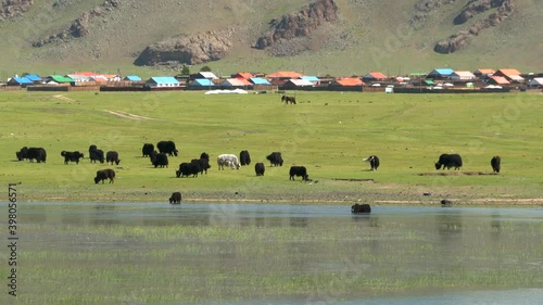 Yak cattle crossing the river's waters in the Mongolian meadows. Domestic bos grunniens is a long-haired domesticated bovid found throughout Siberian Asian region. It is descended from bos mutus. 4K photo