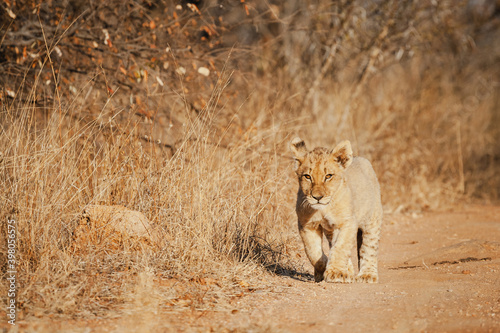 Wild safari animals - Lion cub walking in the Kruger National Park  South Africa