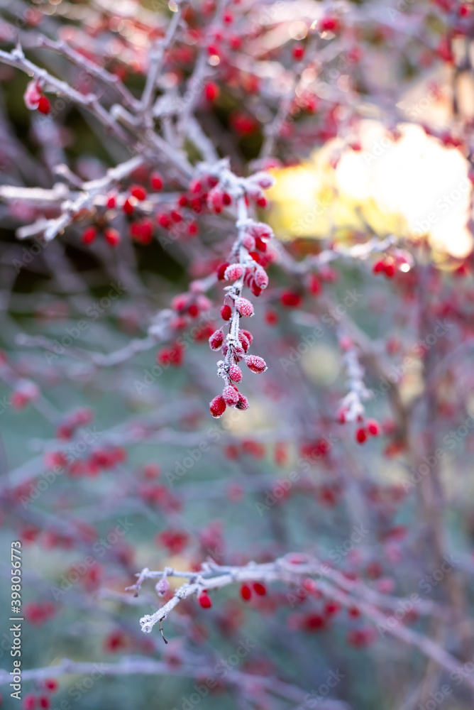 Red berries of barberry covered with hoarfrost, winter background