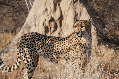 Photography Wild safari animals - Cheetah
