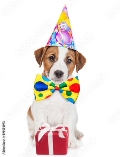 Funny Jack russell terrier puppy wearing party's and tie bow hat sits with gift box. isolated on white background © Ermolaev Alexandr