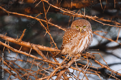 Wild safari animals - Little Owlin a thorny bush, Kruger National Park, South Africa photo