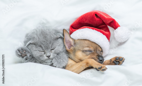 Toy terrier puppy wearing red santa's hat and gray kitten sleep together under a white blanket on a bed at home © Ermolaev Alexandr