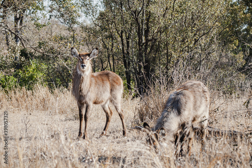 Canvas Print Wild safari animals - Two waterbucks in the Kruger National Park, South Africa