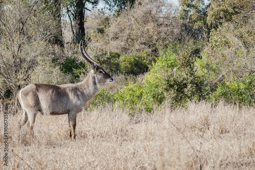 Canvas Print Wild safari animals - Waterbuck, Kruger National Park, South Africa