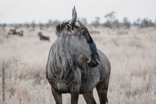 Canvas Print Wild safari animals - Wildebeest posing in the Kruger National Park, South Afric