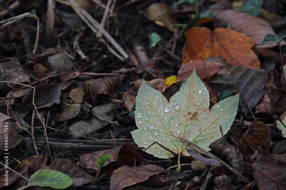 Herbst Herbst