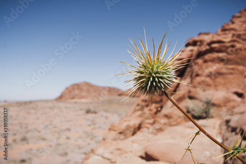 Wadi Rum desert flower, Jordan photo