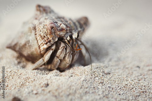 Hermit crab on a beach