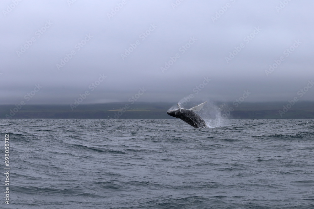 Fototapeta premium A humpback whale (Megaptera novaeangliae) jumping near the town of Husavik in Iceland