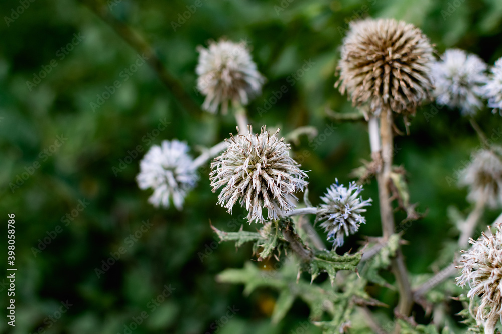 A variety of field plants and flowers in close-up. On stems and twigs with green leaves at different times of the year. Natural bouquets and useful herbs for folk medicine A variety of field plants and flowers in close-up. On stems and twigs with green leaves at different times of the year. Natural bouquets and useful herbs for folk medicine