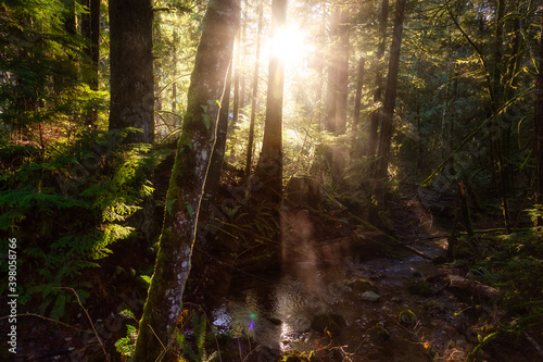 Mystical View of the Rain Forest during a foggy and rainy Fall Season. Alice Lake Provincial Park, Squamish, North of Vancouver, British Columbia, Canada. photo